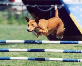 Abbey on the triple bar jump