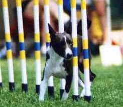 Khayman on the weave poles