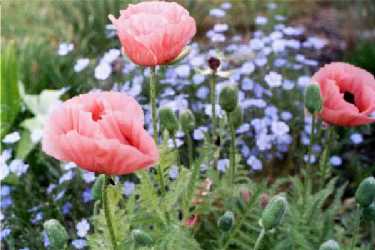 Queen Elizabeth Oriental Poppies