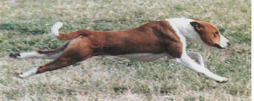 Rounder, running full-out