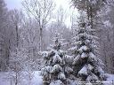 SNOW-COVERED TREES