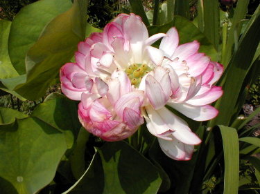 Lotus 'Ben Gibson' on its 3rd day in bloom