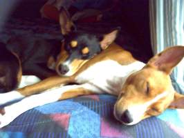 Bruiser and Daisy catch some shut-eye