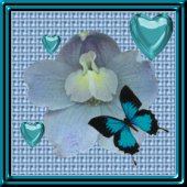 Link to Butterfly Island