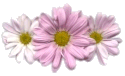 Mixed Flowers
