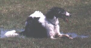 say8.jpg (26441 bytes)