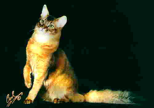 Sidewinder