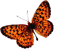 butterfly