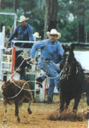 steer roping