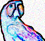 macaw