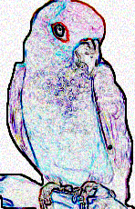 conure