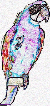 macaw
