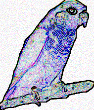 maroon bellied conure