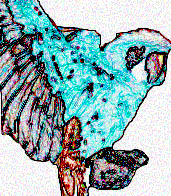 macaw