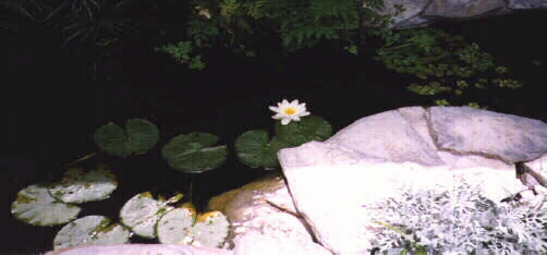 lilly1.jpg (184925 bytes)