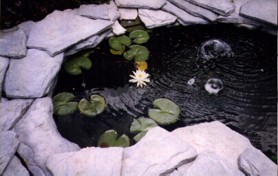 pond8.jpg (274112 bytes)