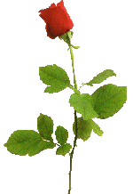 [stemrose2.gif]
