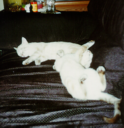 Missy and Bashful Sleep Together