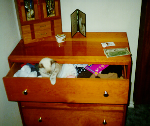 Bashful in the Dresser Drawer