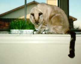 Bashful eating Grass