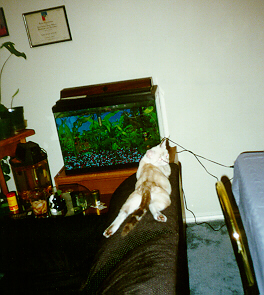Bashful Sleeping on the Back of the Couch