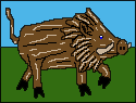 Boar