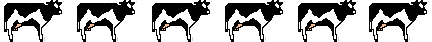 Holstein Cows