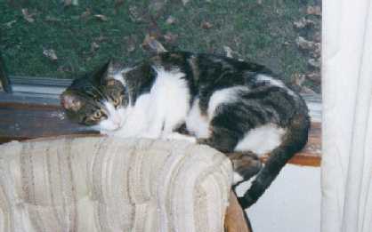 bandit2.jpg (12240 bytes)