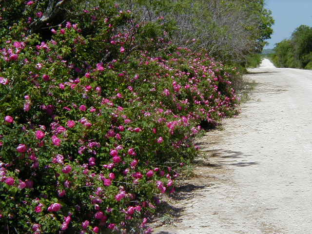 Bismark Roses