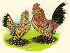 Belgian Bearded d'Uccle pair by Diane Jacky