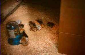 Week Old Chicks