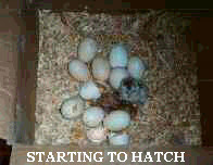 Hatch1.jpg