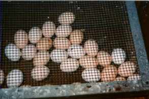 peeping eggs in tray
