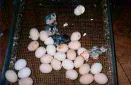 Chicks starting to hatch