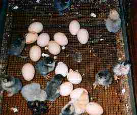more chicks hatching