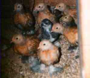 Month old chicks