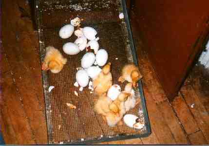Baby ducks hatching