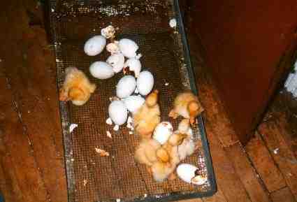Baby ducks hatching