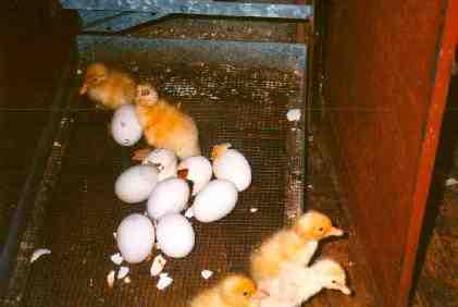 Baby ducks hatching