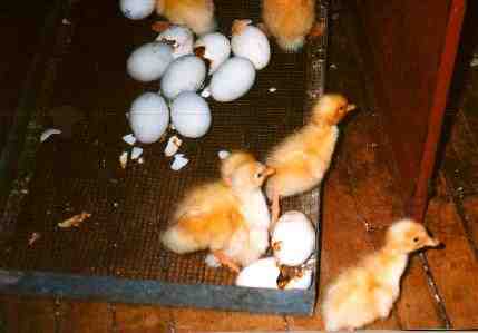 Baby ducks hatching