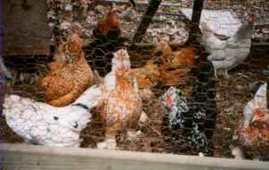 flock2.jpg - 10025 Bytes