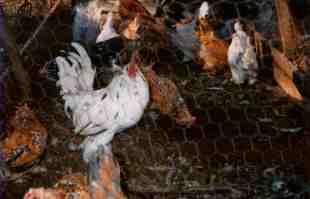 flock3.jpg - 6628 Bytes