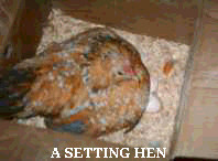 settinga.jpg