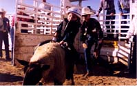 Cody&sheep