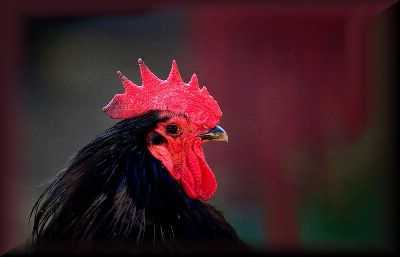 black chicken