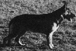 Axel