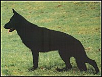Blacky