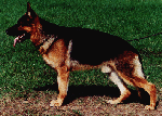 Cim