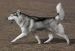 Holly in Motion