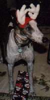 Dasher